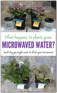 three potted plants with labels on them that say what happens to plants given microwave water and why you might want to ditch your microwave