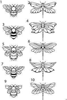 how many different kinds of insects are in this diagram?, and what do they look like