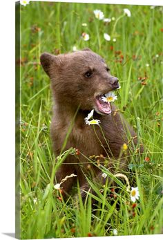 a baby bear is sitting in the grass with daisies on its mouth and tongue out