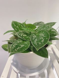 a potted plant sitting on top of a white table