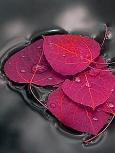 three red leaves floating on top of water