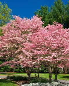 pink flowers are blooming on trees in the park