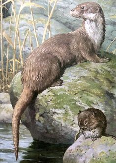 two otters are standing on rocks in the water and one is looking at something