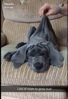 a dog laying on top of a couch covered in a blanket next to a persons hand