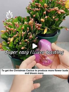 someone is holding an item in their hand near some flowers and plants with the words super easy flower booster