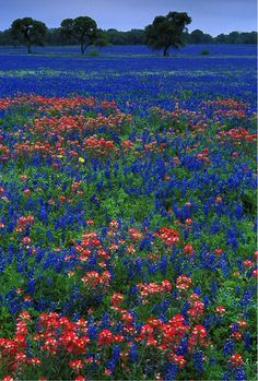 a field full of blue and red flowers with trees in the background