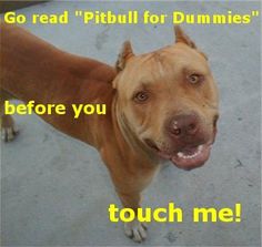 a dog with its tongue out and the caption reads, go read pitbull for dummies before you touch me