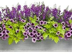 purple and green flowers in a metal planter