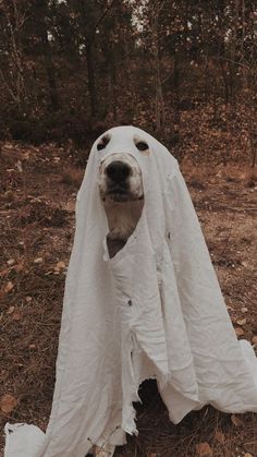 cute ghost dogs Ghost Dog Aesthetic, Dog Ghost Photoshoot, Dog Ghost Costume, Ghost Challenge, Baby Yoda Costume, Best Dog Halloween Costumes, Good Witch Halloween, Costume For Dogs, Halloween Dog Costume