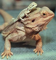 two lizards sitting on top of each other