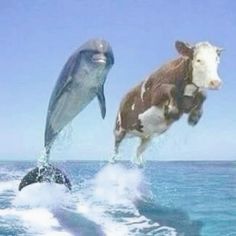 two dolphins and a cow are jumping in the air over the water while one dolphin jumps out of the water