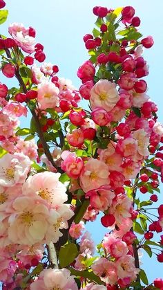 pink and white flowers are blooming on the branches of a tree in front of a blue sky