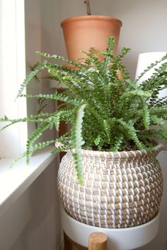 a potted plant sitting on top of a table next to a window sill