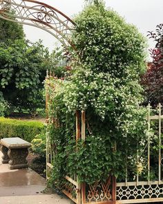 an outdoor garden with lots of green plants