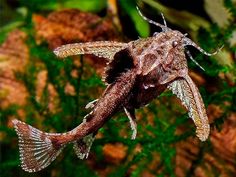 a close up of a fish on a plant