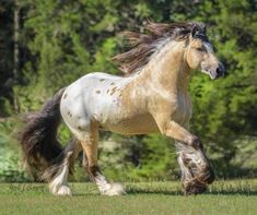 a white and brown horse is running through the grass with trees in the back ground