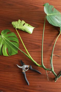 some tools are laying on a table next to a large green leaf and two small scissors