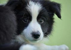 a black and white dog is looking at the camera