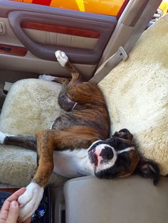 a dog laying on the back seat of a car next to someone's hand