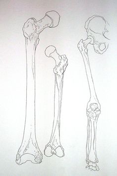 three different types of bones are shown in this drawing