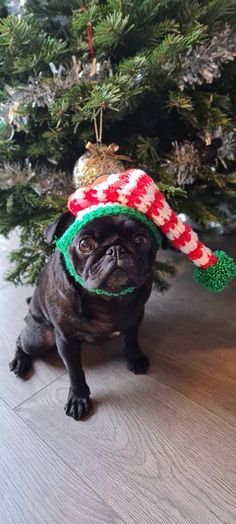 a pug dog wearing a christmas hat sitting in front of a small fir tree