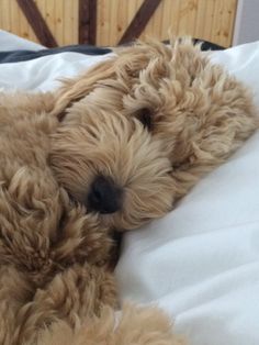 a brown dog laying on top of a bed