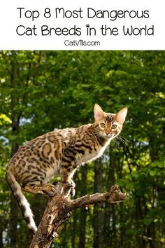 a cat sitting on top of a tree branch with the caption top 8 most dangerous cat breeds in the world