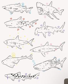 a drawing of different types of sharks on a wall