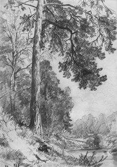 a drawing of trees and water in the woods