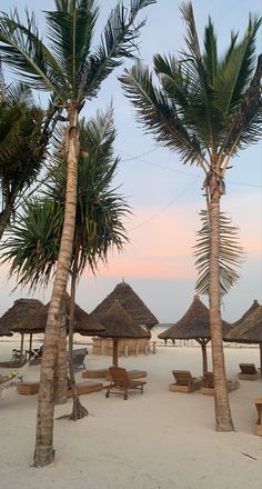 palm trees on the beach with thatched umbrellas and lounge chairs in the foreground