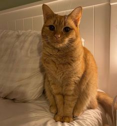 an orange cat sitting on top of a white bed