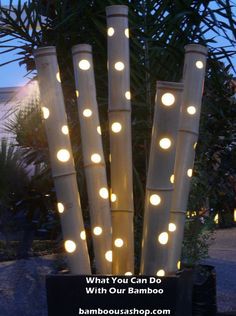 some lights that are sitting in a planter