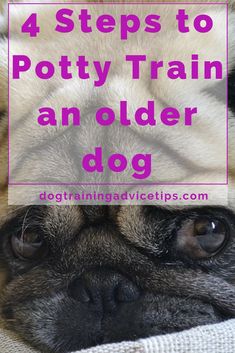 a pug dog with the title 4 steps to potty train an older dog