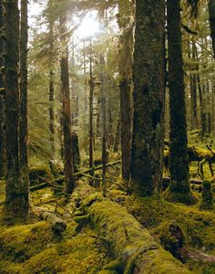 moss covered trees in the middle of a forest