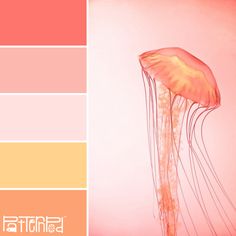 an orange and pink color scheme with a jellyfish