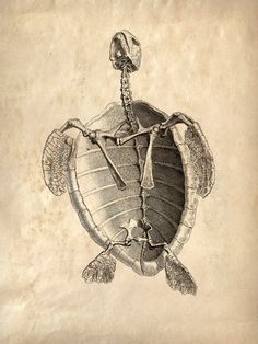 a drawing of a turtle with a skeleton on it's back