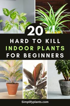 "20 hardy indoor plants, beginner-friendly houseplants, low maintenance 
indoor plants, resilient houseplants, easy to care for indoor plants, 
indoor plants for beginners, durable houseplants, tough indoor plants, 
robust houseplants, resilient indoor plants, hardy houseplants for 
beginners, low maintenance houseplants, beginner-friendly indoor plants, 
sturdy indoor plants, hard to kill houseplants, durable indoor plants, 
tough houseplants for beginners. Indoor Plants For Beginners, Plants For Beginners, Low Maintenance Indoor Plants, Low Water Plants, Easy House Plants, Apartment Plants