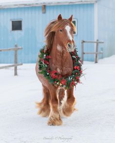 a brown horse wearing a wreath on its face in the snow near a blue building