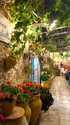 many potted plants are lined up on the wall