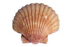 an image of a seashell on a white background