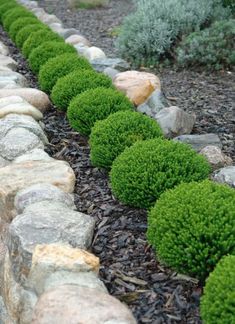 a garden with rocks and plants in the background