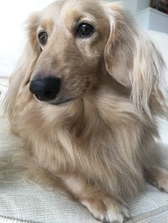 a long haired dog sitting on top of a couch