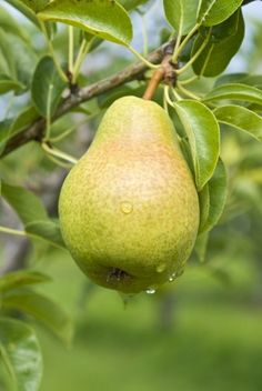 a pear hanging from a tree with green leaves