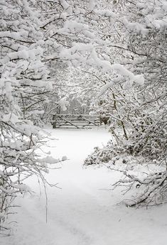 a snow covered park bench and trees with lots of snow on it's branches