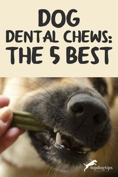 a dog chewing on a stick with the words dog dental chews the 5 best