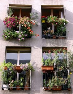 four windows with flower boxes on each window sill and plants in the balconies