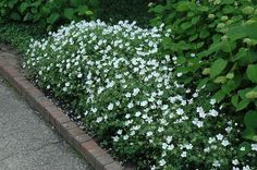 some white flowers and green plants by the sidewalk