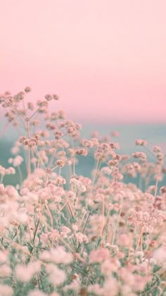 some pink and white flowers in the grass