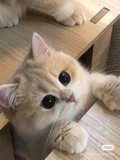 an orange and white cat laying on top of a wooden table