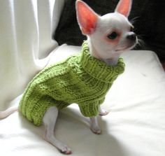 a small white dog wearing a green sweater